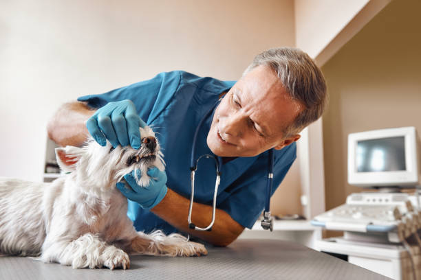 Best Emergency Dental Care for Sports Injuries in Evans, GA